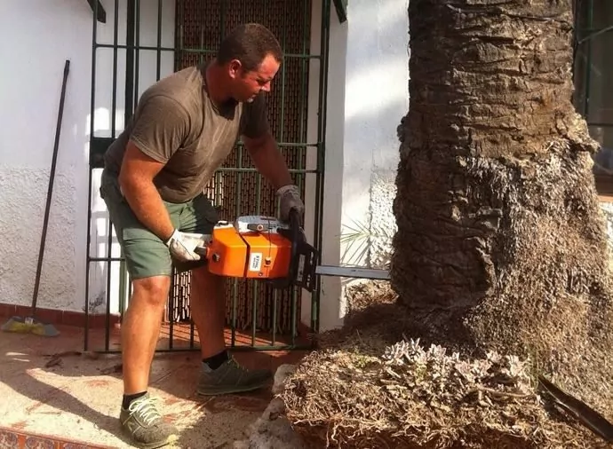 personal cualificado en trabajos de jardinería poda tallo de árboles personal cualificado en trabajos de jardinería poda tallo de árboles