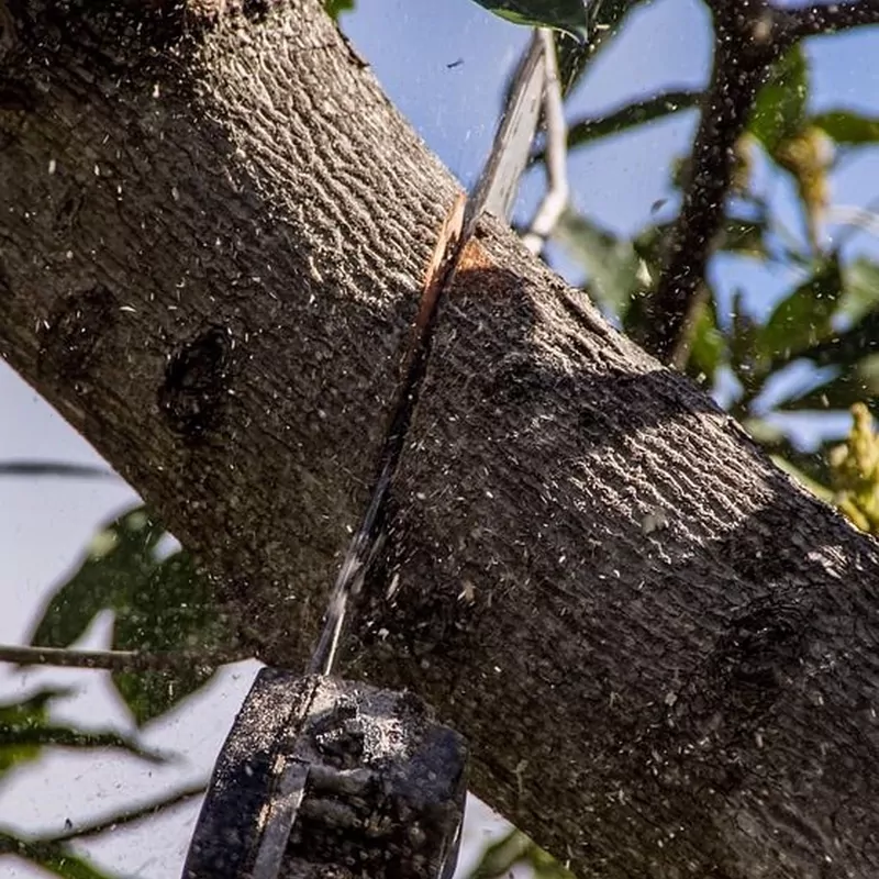 Poda profesional de árboles
