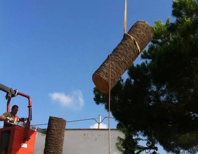 Poda en Vila-seca Poda en Vila-seca