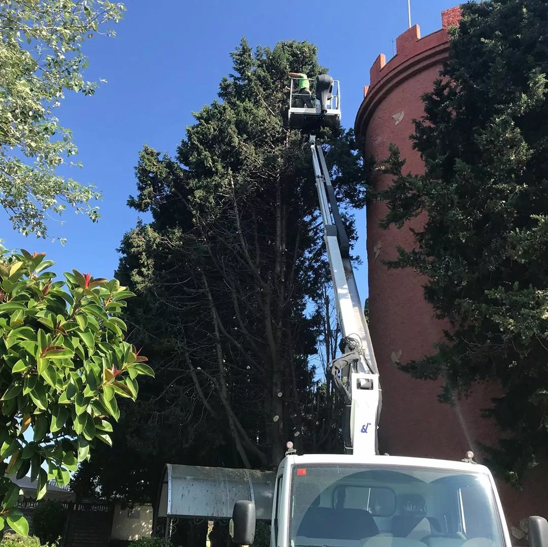 poda y tala de árboles en Tarragona