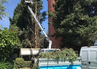 Poda y tala de árboles en La Pineda Vila-seca