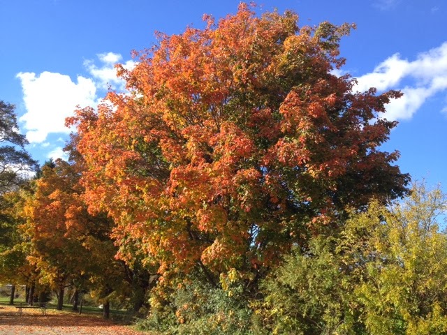 Cuidados básicos de los árboles durante el otoño