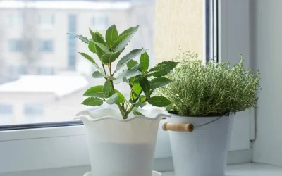 Consejos para cuidar tus plantas de interior