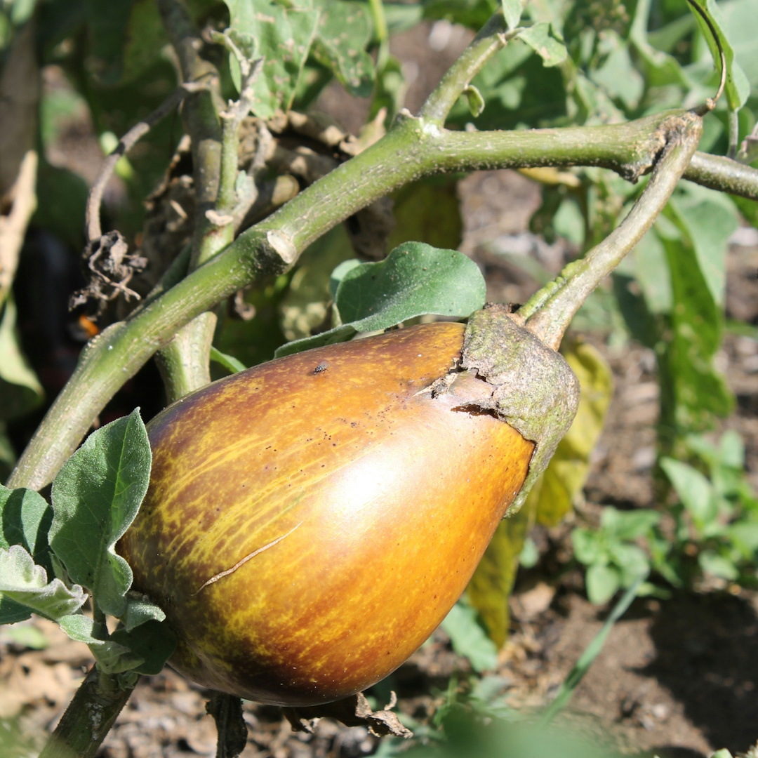 Riego y cuidado de jardines de comunidades en Vilaseca