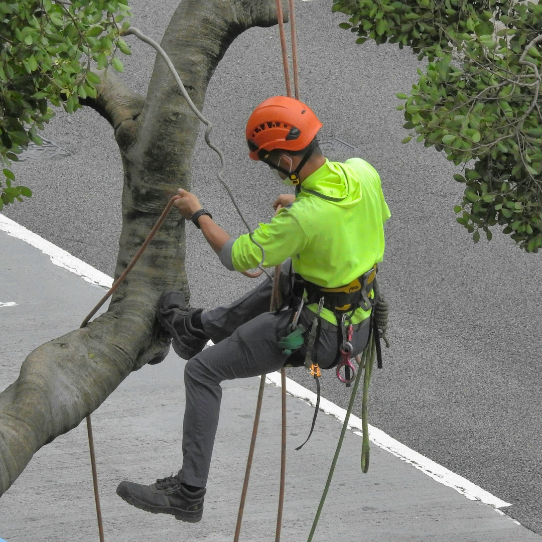 Arboricultor de Cat Jardí en trabajo de poda en altura en Cambrils